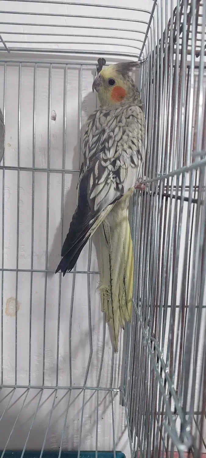 عروس ماده نیمه اهلی قیمت توافقی|پرنده|باسمنج, |دیوار