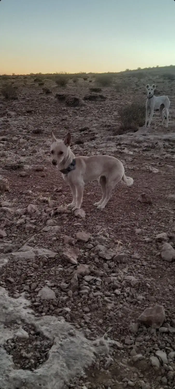 سگ پاکوتاه|سگ|دیواندره, |دیوار