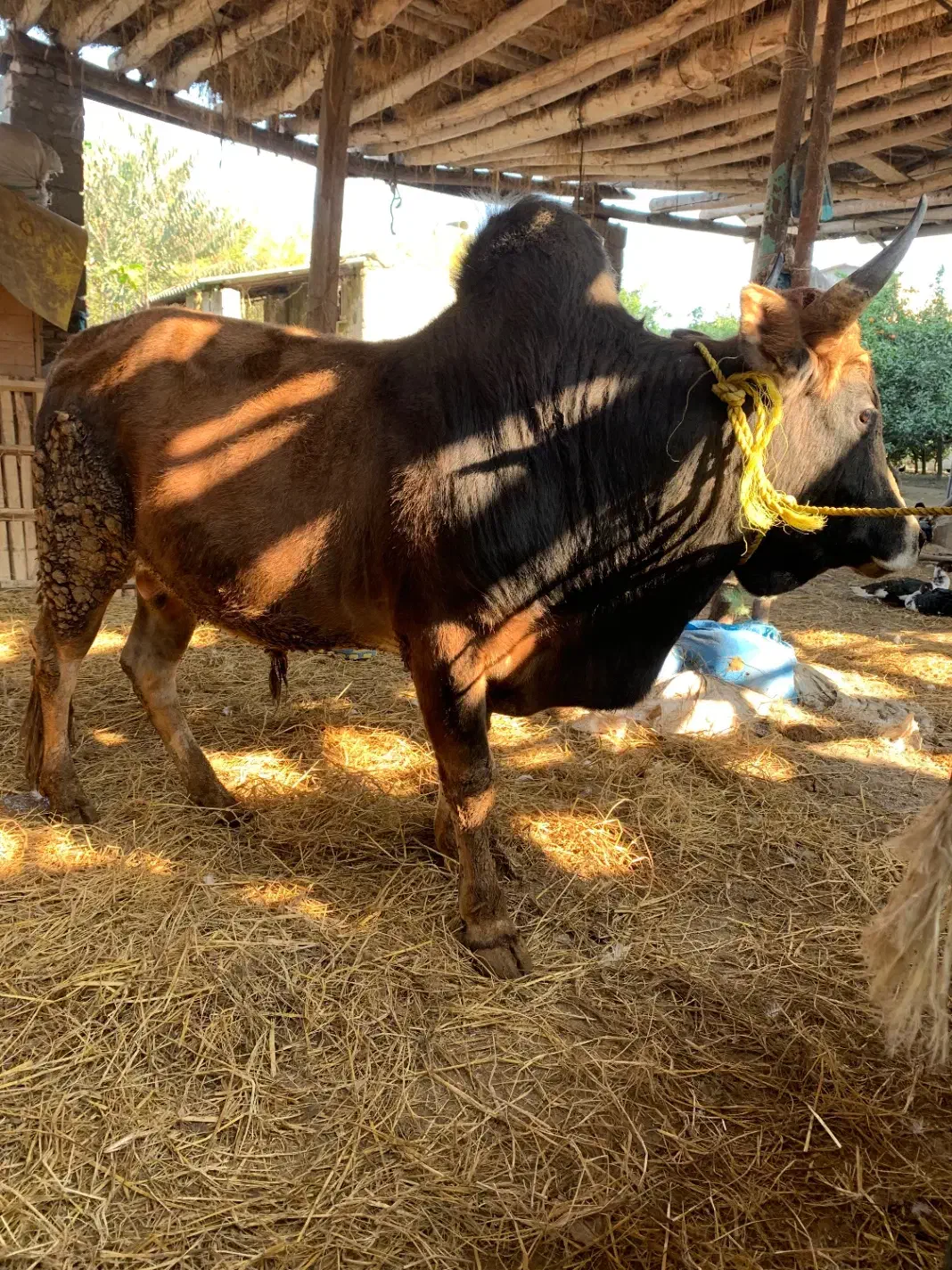 گوساله گاو نر سرشاخی|حیوانات مزرعه|گتاب, |دیوار