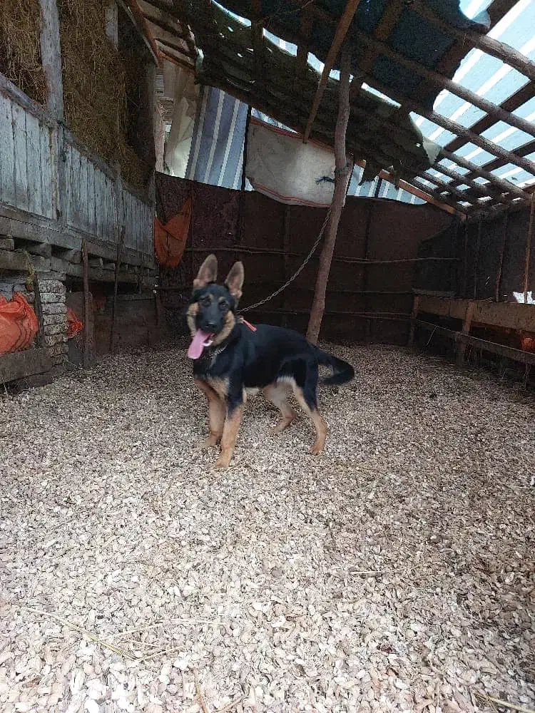 سگ ژرمن|سگ|آستانه اشرفیه, |دیوار