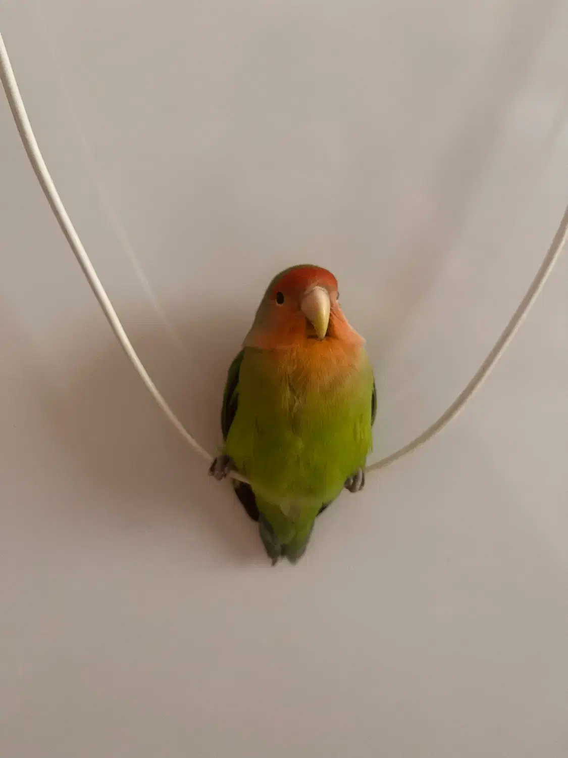 طوطی گمشده|پرنده|دورود, |دیوار