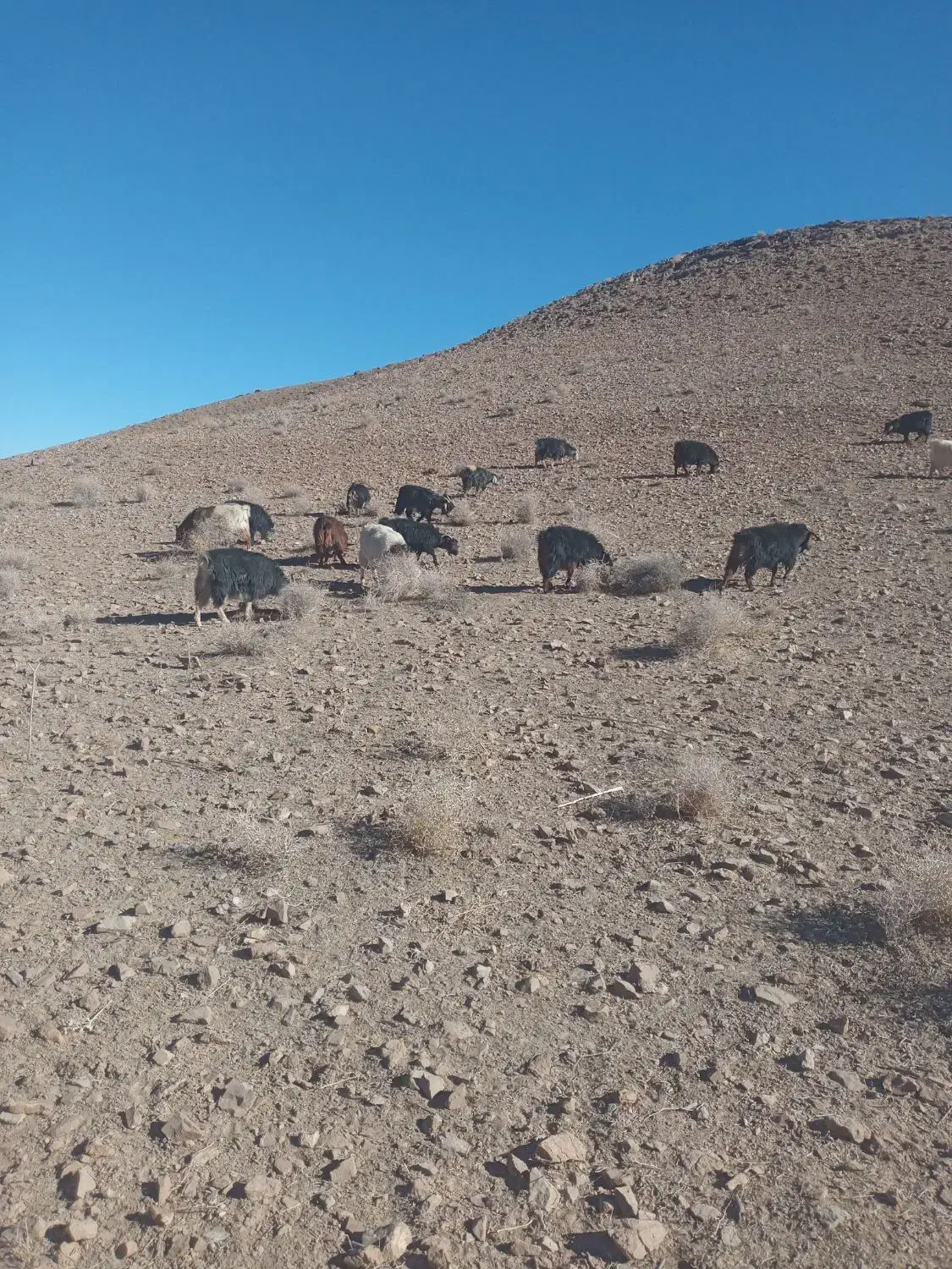 تعدادی بزمحلی جوان فروشی مشتری واقعی تماس|حیوانات مزرعه|سده (خراسان جنوبی), |دیوار