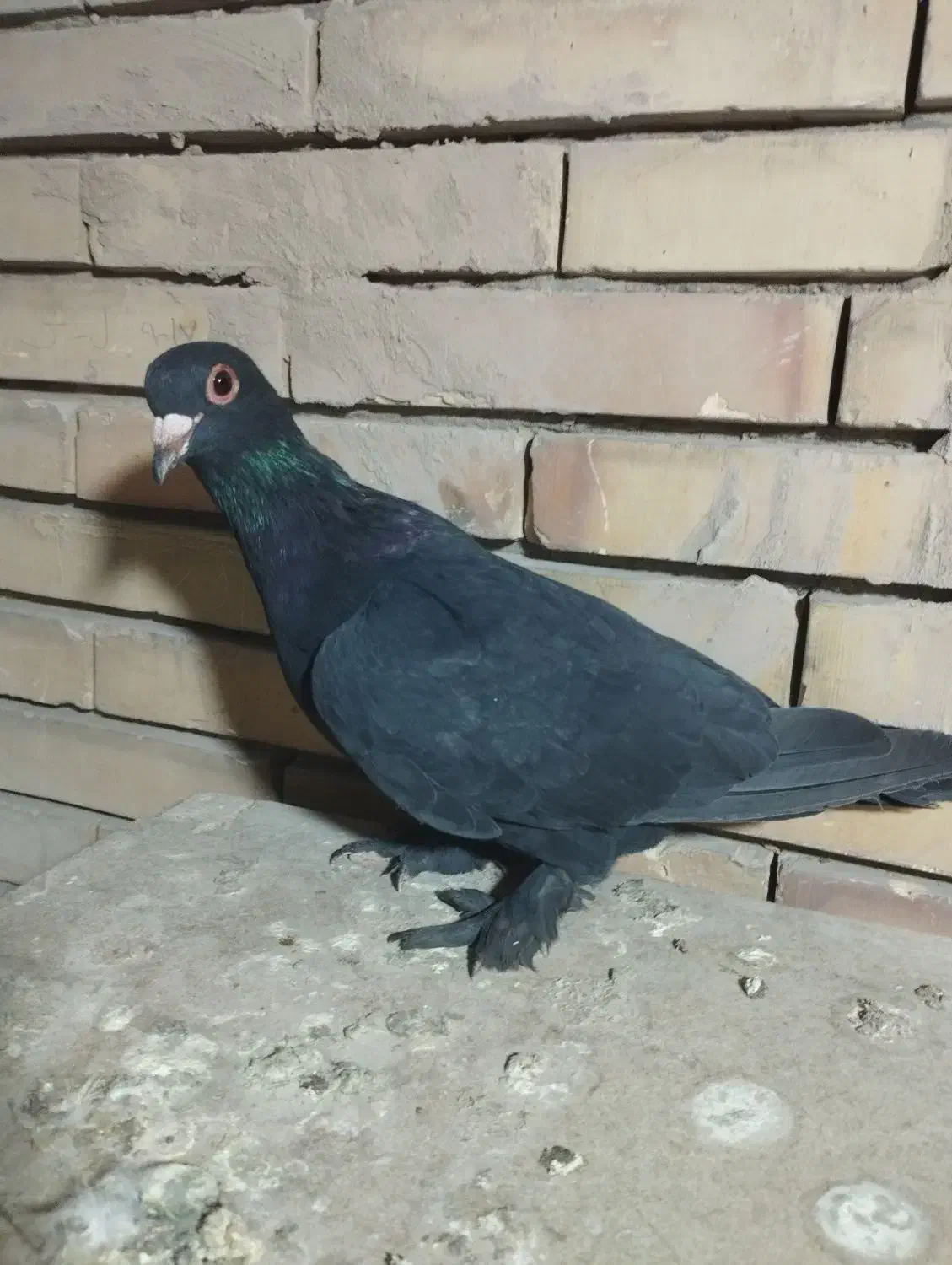 کفتر|پرنده|کرمان, |دیوار