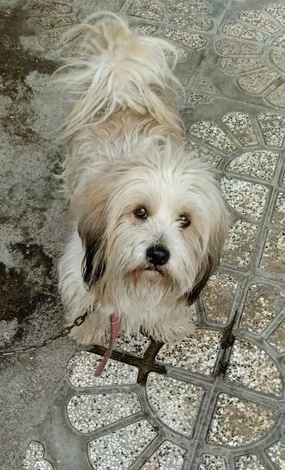 فروش سگ|سگ|بجنورد, |دیوار