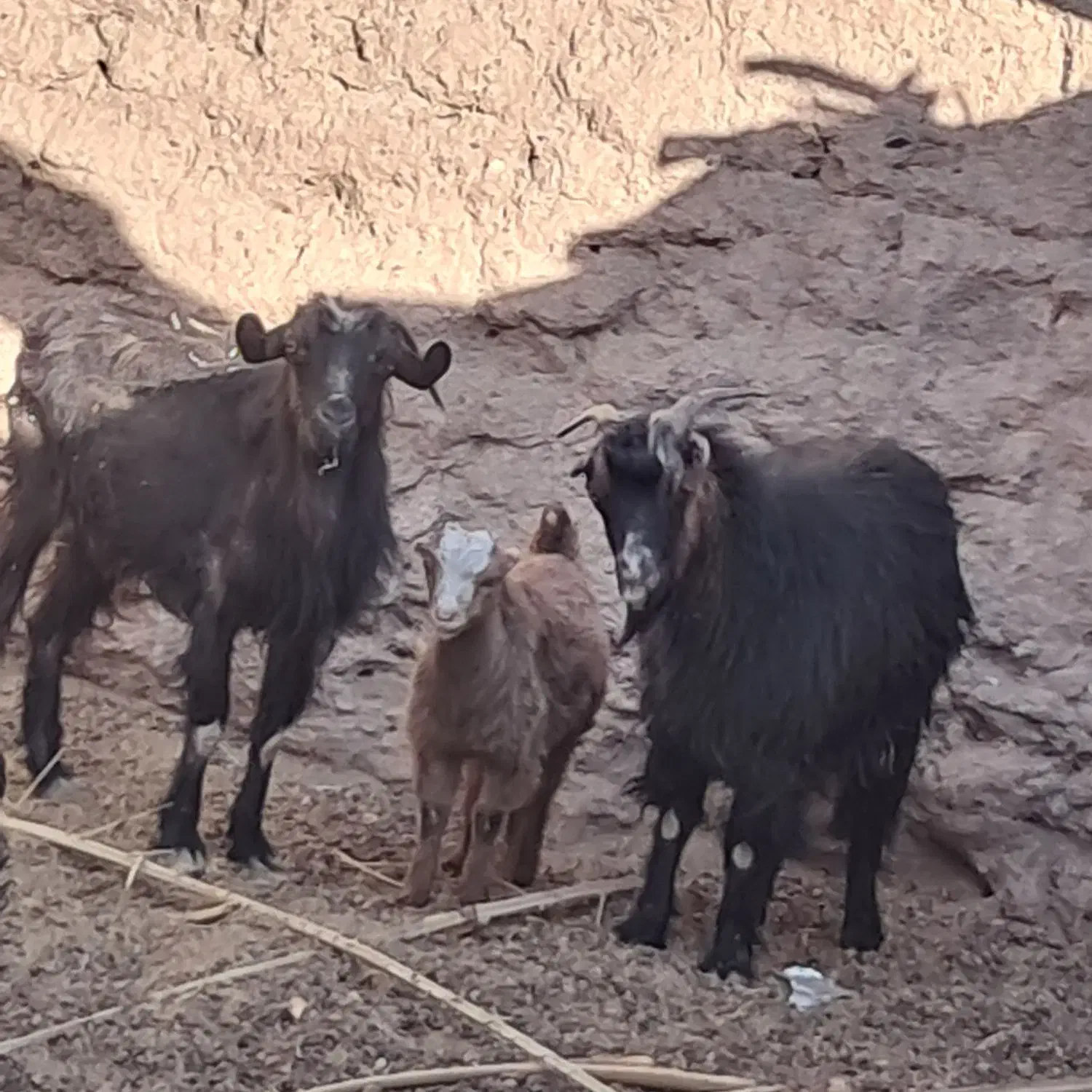 دوعددبزویککره|حیوانات مزرعه|ریگان, |دیوار