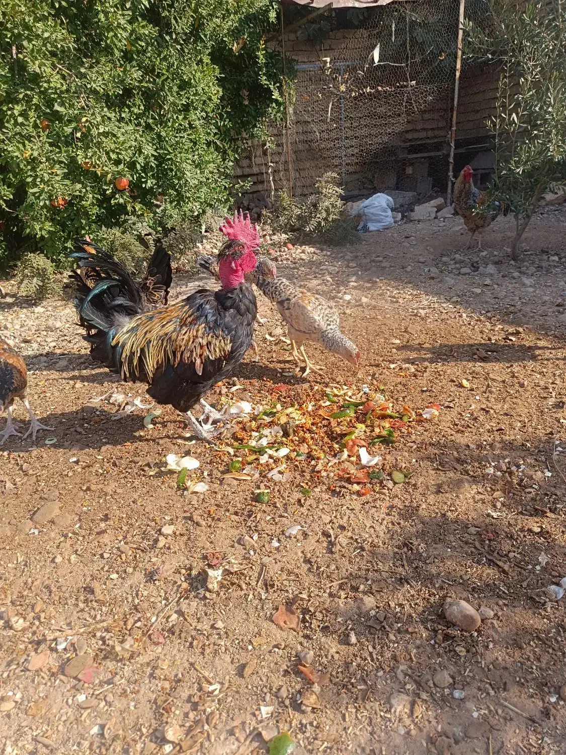 خروس|حیوانات مزرعه|شیراز, اصلاح‌نژاد|دیوار
