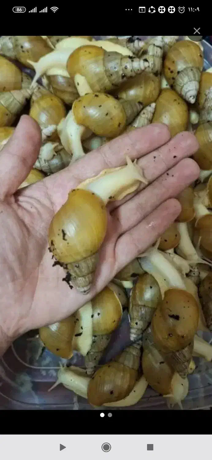 حلزون|خزنده|اراک, |دیوار