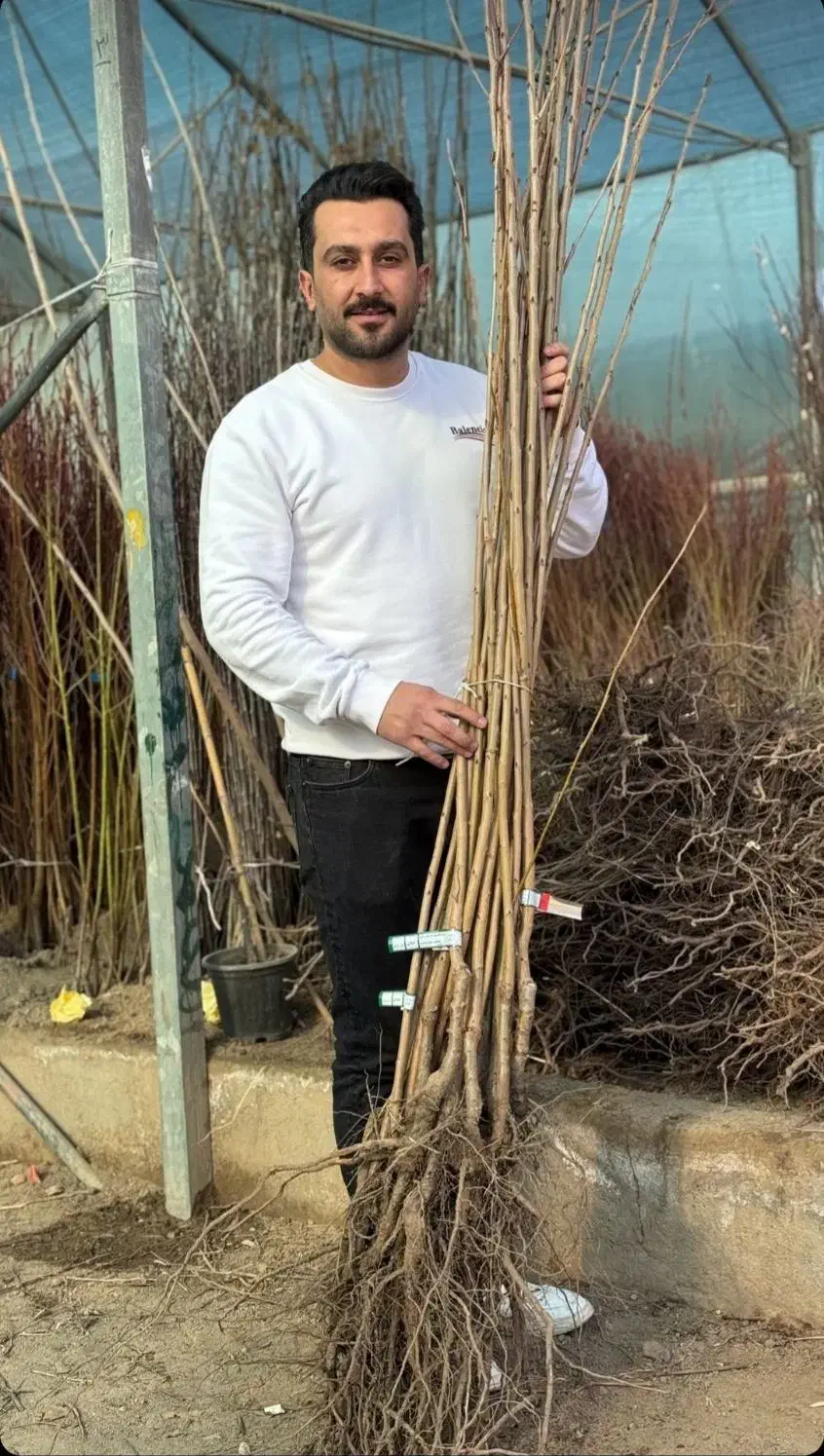 نهال گیلاس تکدانه|خدمات باغبانی و درختکاری|شهرکرد, |دیوار