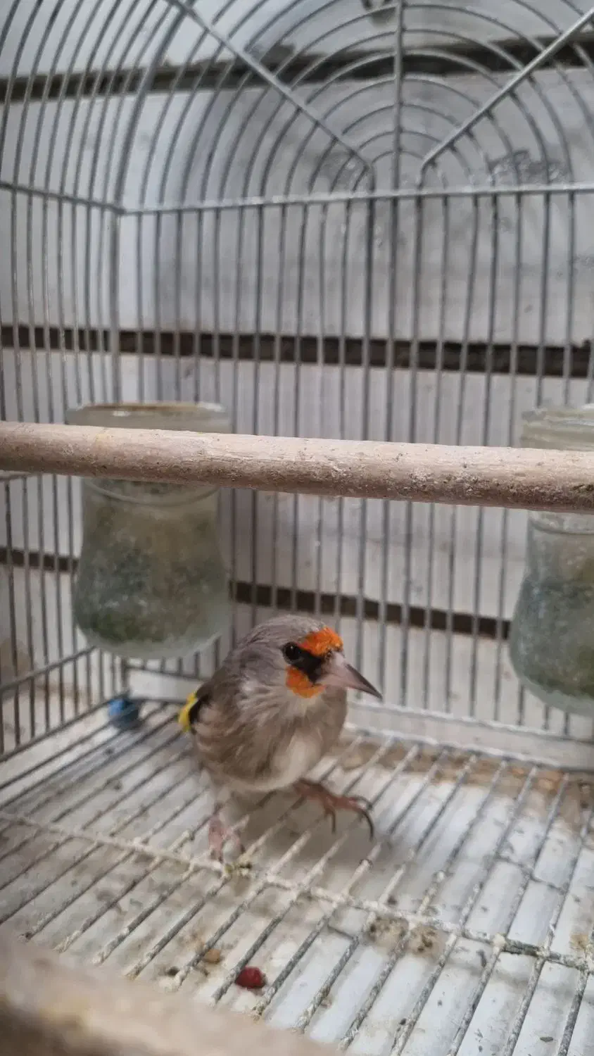 سهره کرمونی|پرنده|شیراز, دشت چنار|دیوار