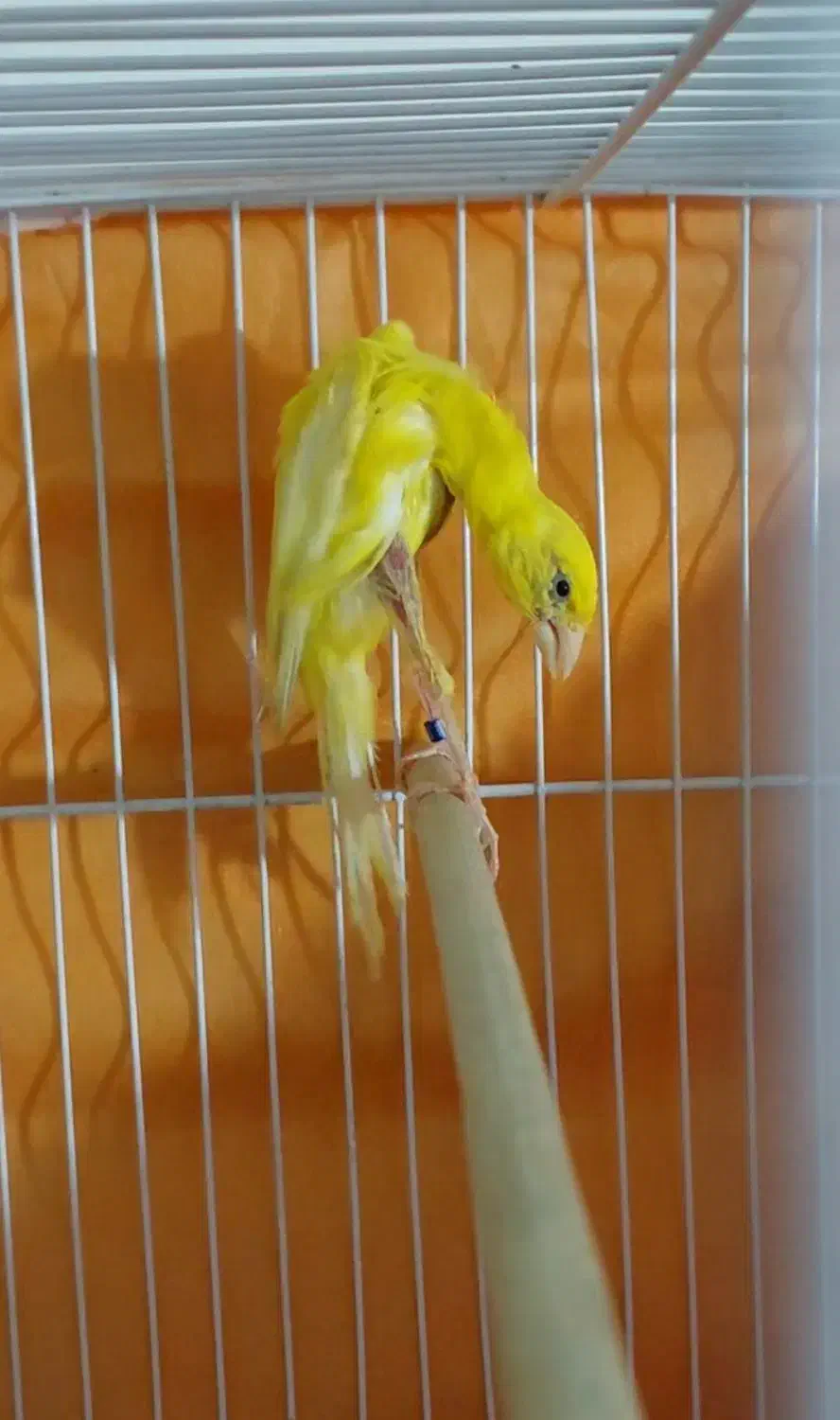 قناری|پرنده|مشهد, چهنو|دیوار