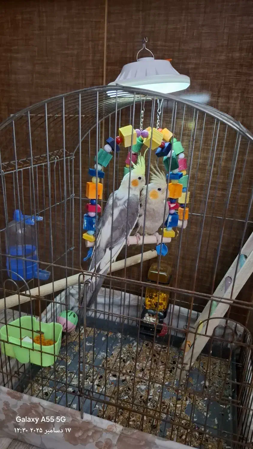 عروس هلندی|پرنده|لاهیجان, کوی آزادگان|دیوار