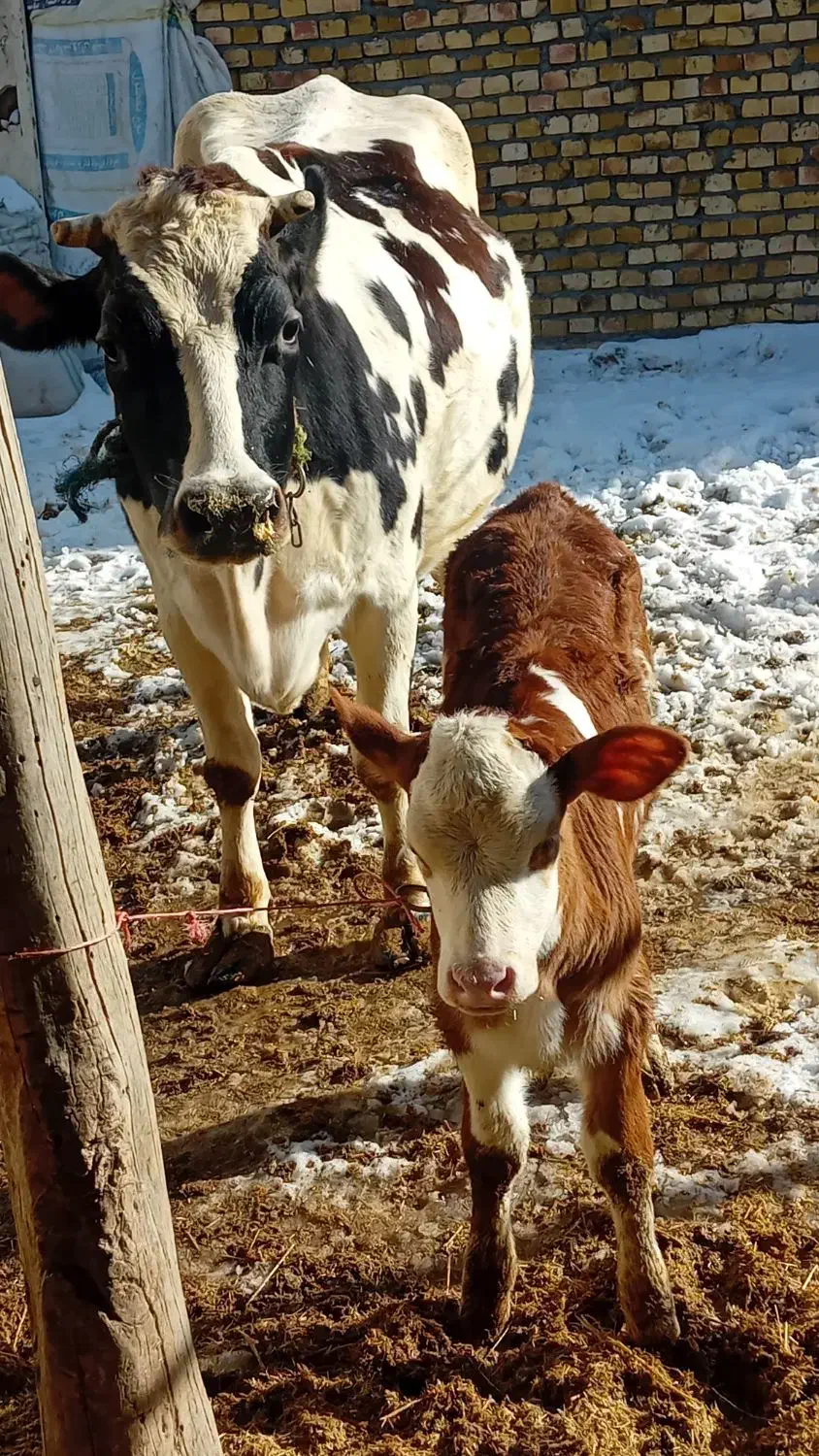 گاو گوساله|حیوانات مزرعه|قیدار, |دیوار