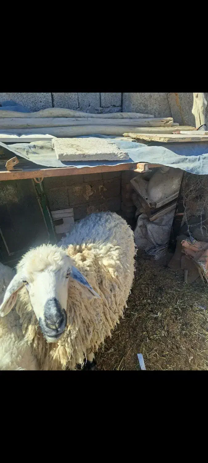 گوسفنده ماده|حیوانات مزرعه|میرجاوه, |دیوار