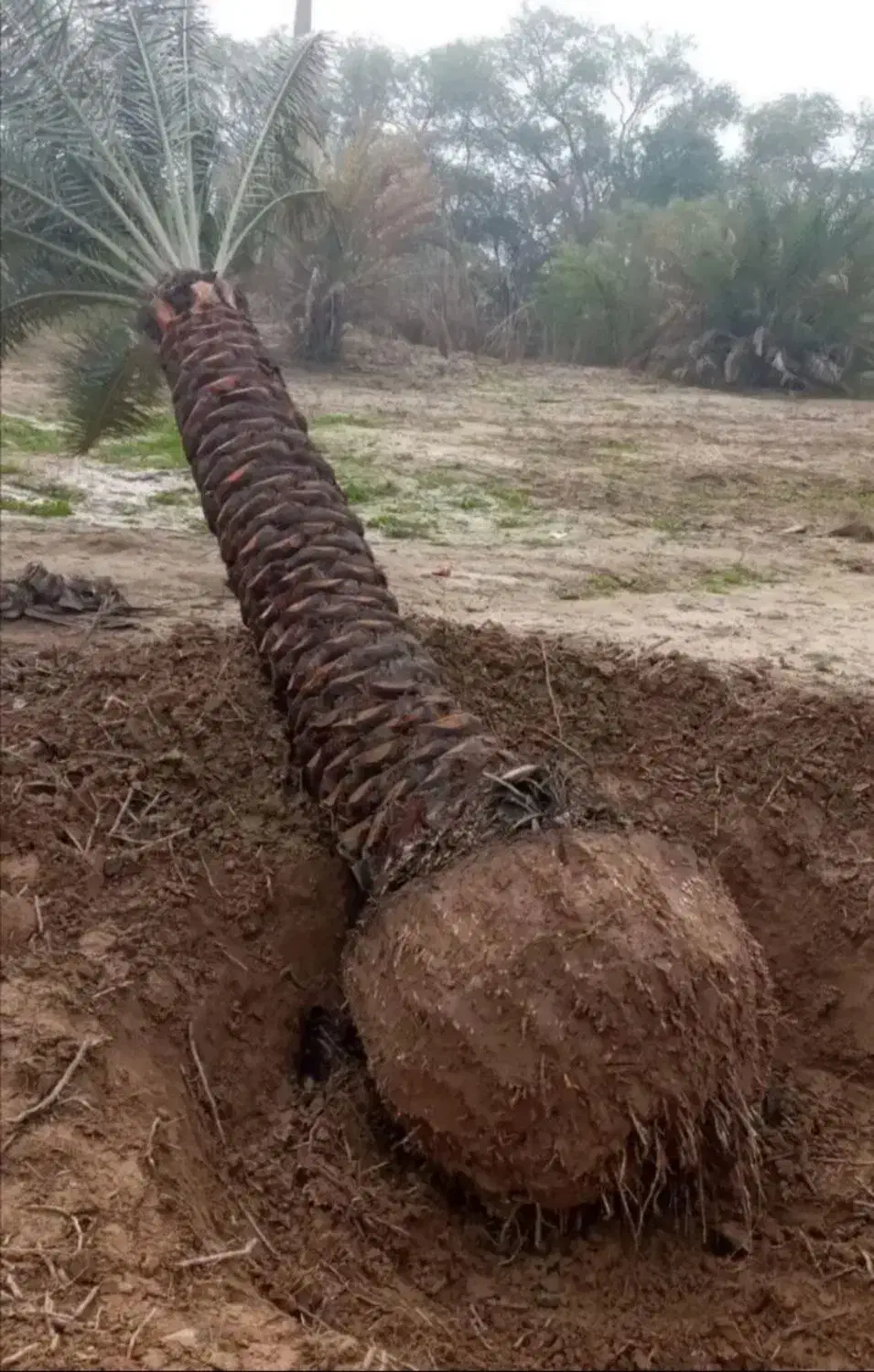 پاجوش نخل خرما با نهال مرکبات|خدمات باغبانی و درختکاری|یزد, |دیوار