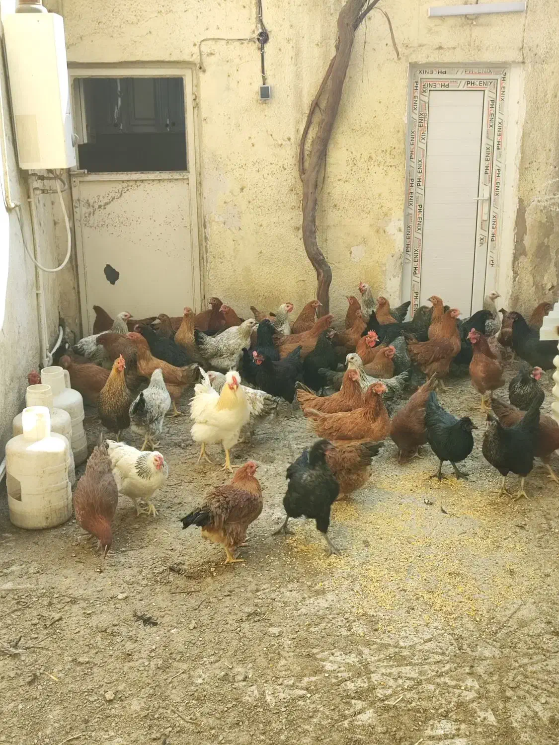 29 عدد مرغ یک عدد خروس|حیوانات مزرعه|تهران, مقدم|دیوار