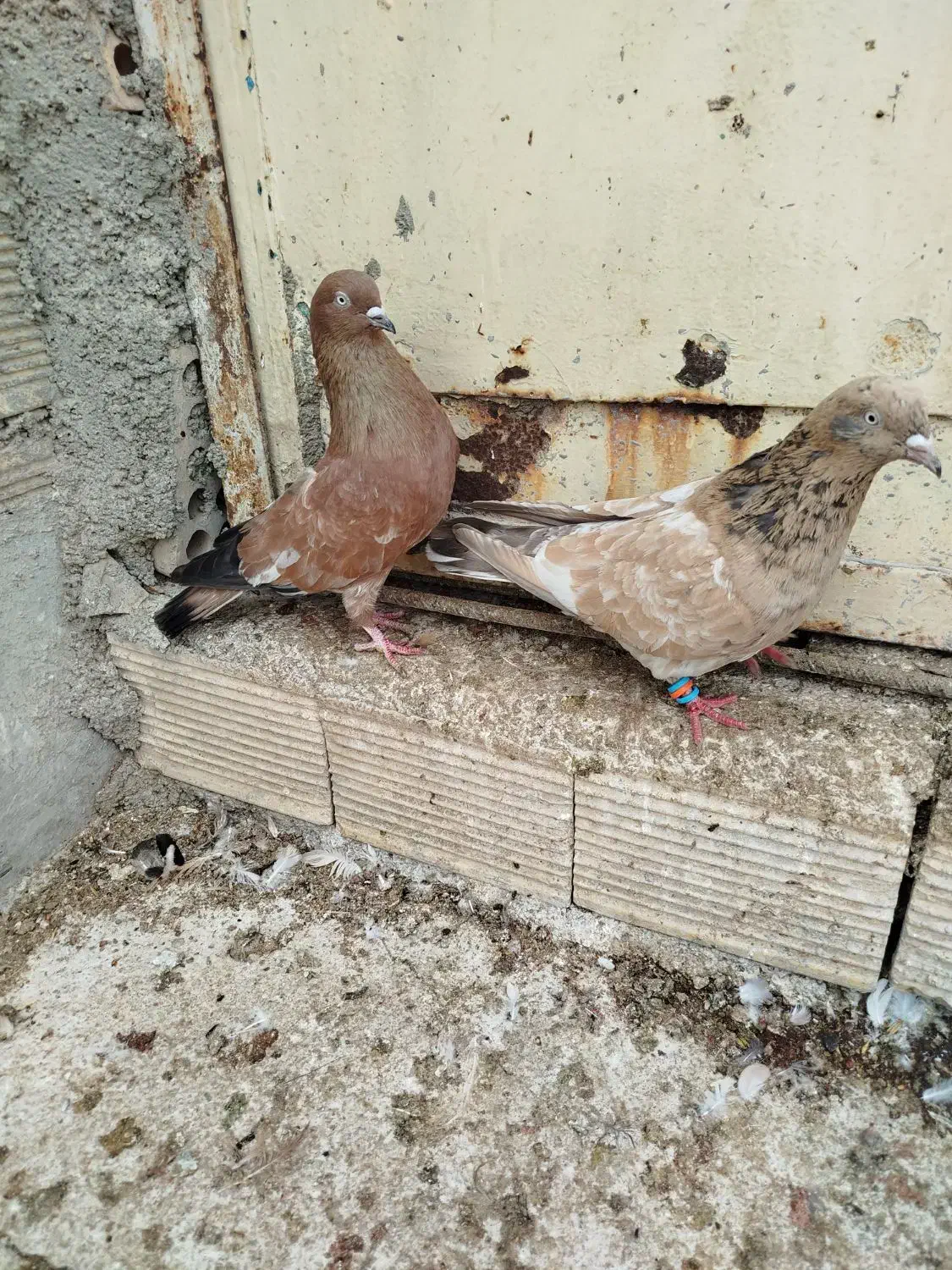 کفتر|پرنده|بندر ماهشهر, |دیوار