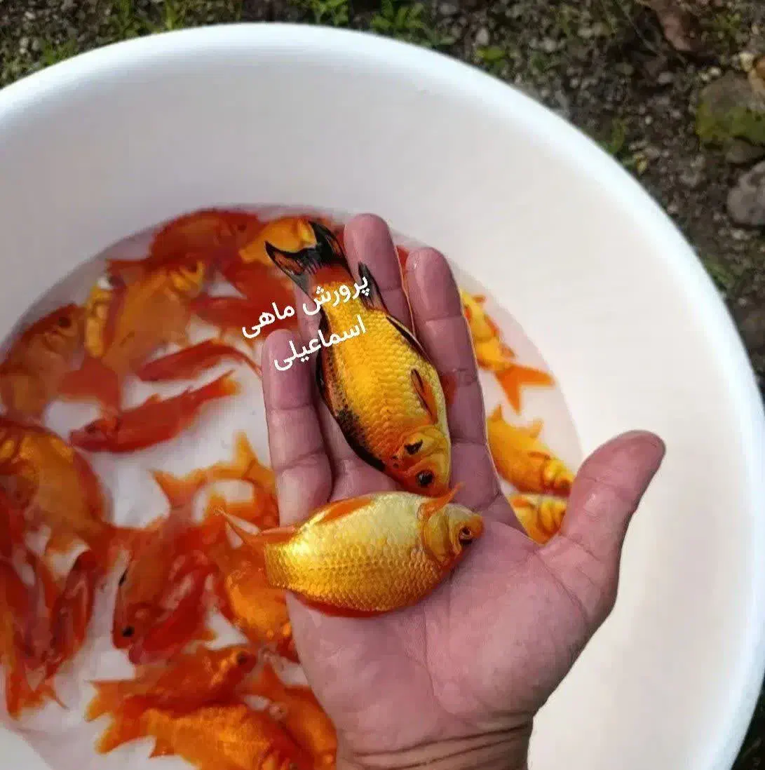 ماهی قرمز|ماهی|قم, کلهری|دیوار