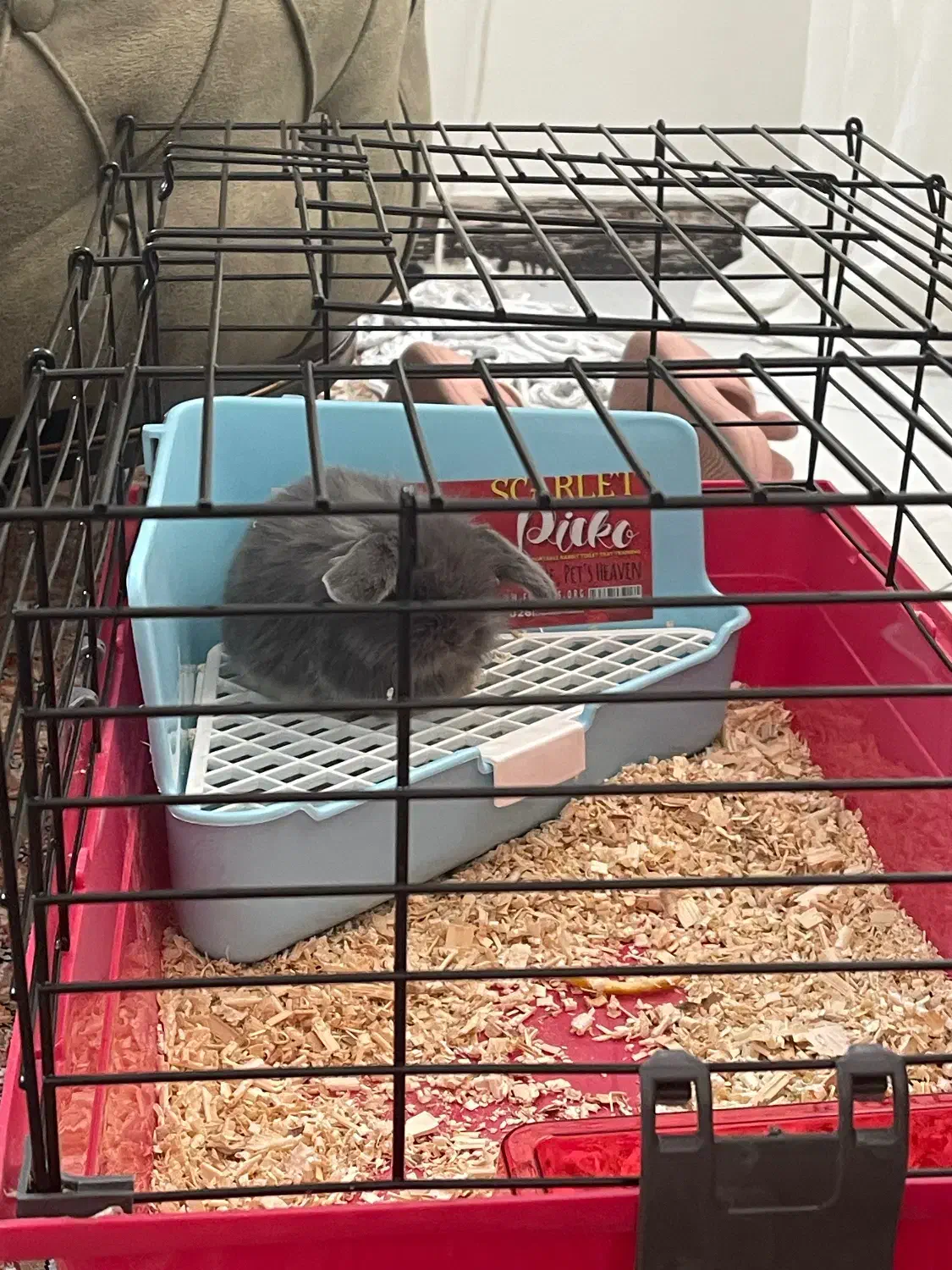 خرگوش لوپ|موش و خرگوش|تهران, افسریه شمالی|دیوار