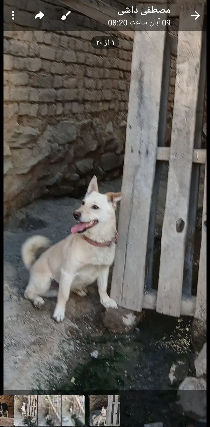 سگ پاکوتاه|سگ|اراک, |دیوار