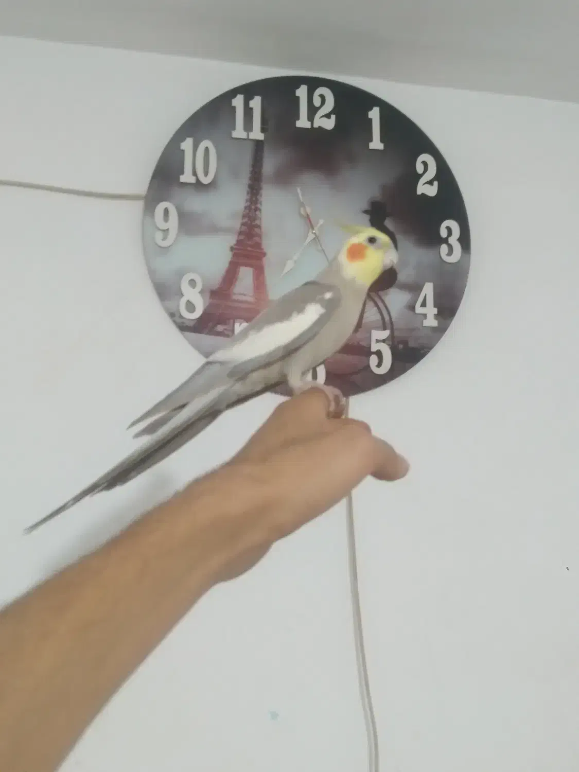 ی جفت عروس هلندی مولد دستی مولد با ۳تا جوجه|پرنده|پاکدشت, پاکدشت (مامازند)|دیوار