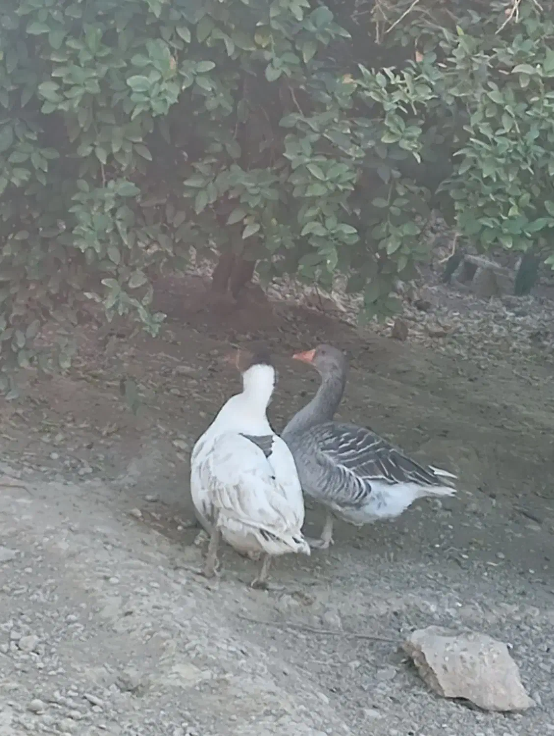 غاز|حیوانات مزرعه|لیکک, |دیوار