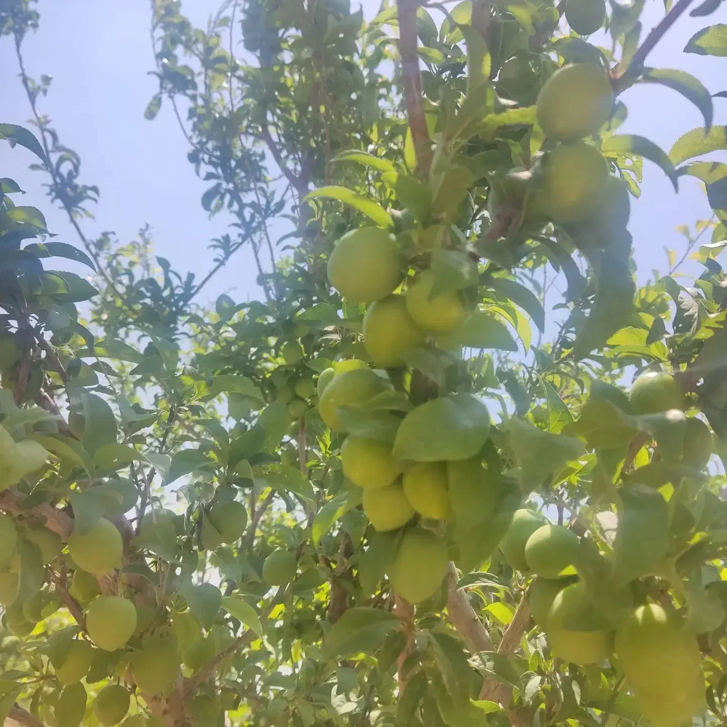 نهالستان زرنه|خدمات باغبانی و درختکاری|ایوان, |دیوار