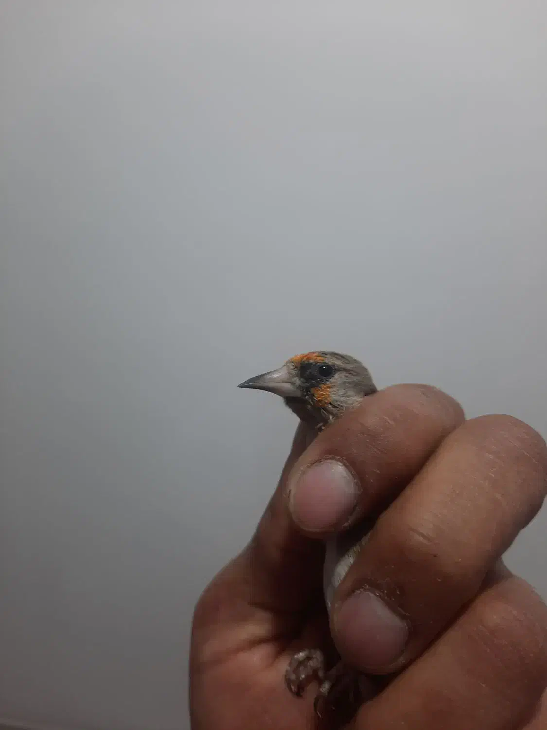 سهره سقا|پرنده|کرمان, |دیوار