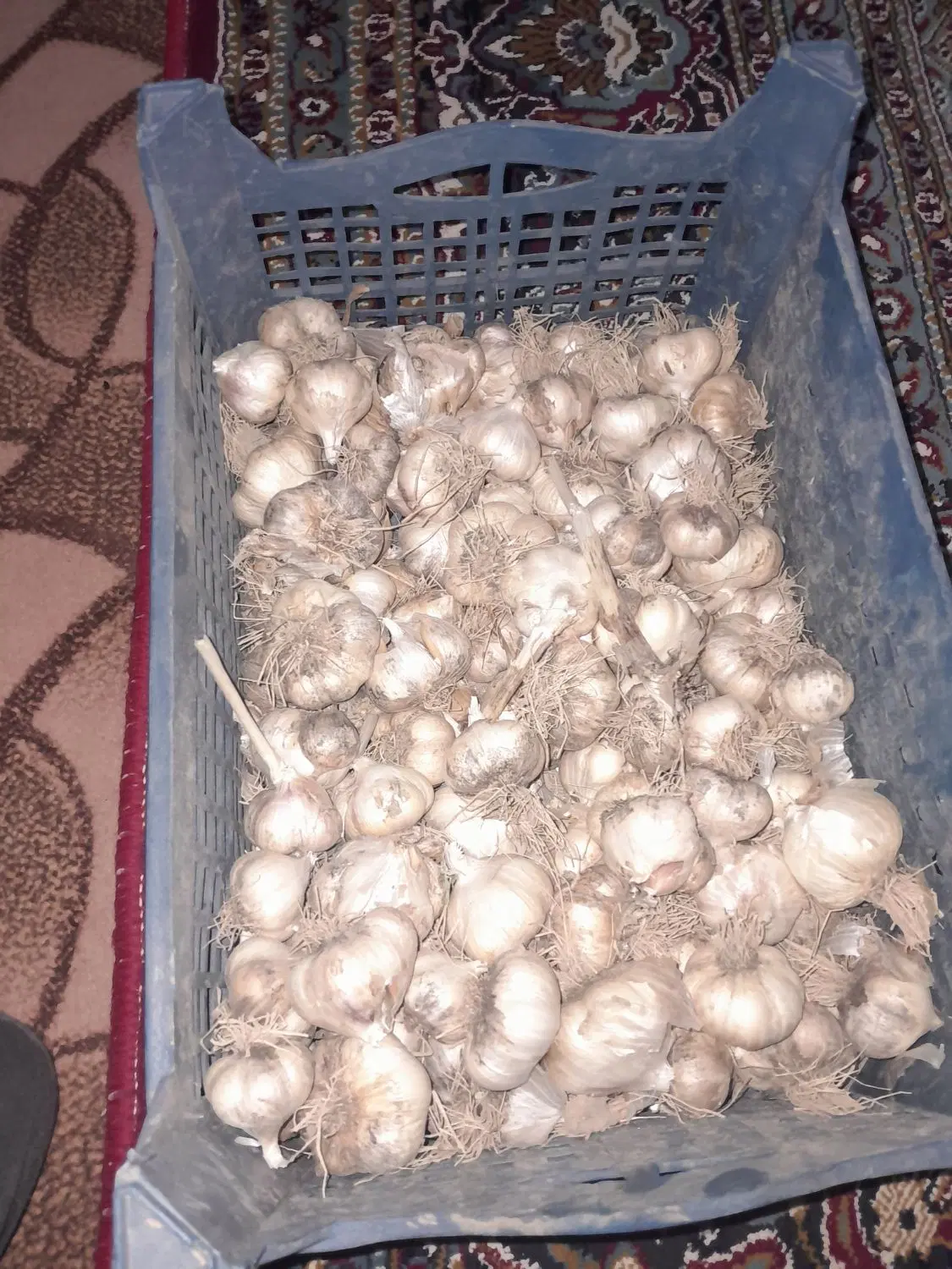 سیر|خوردنی و آشامیدنی|صالح آباد (خراسان), |دیوار