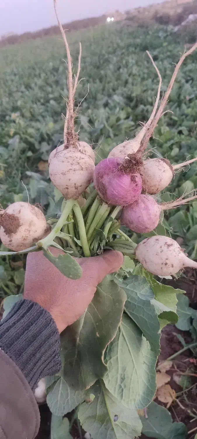 شلغم|خوردنی و آشامیدنی|اصفهان, دانشگاه اصفهان|دیوار