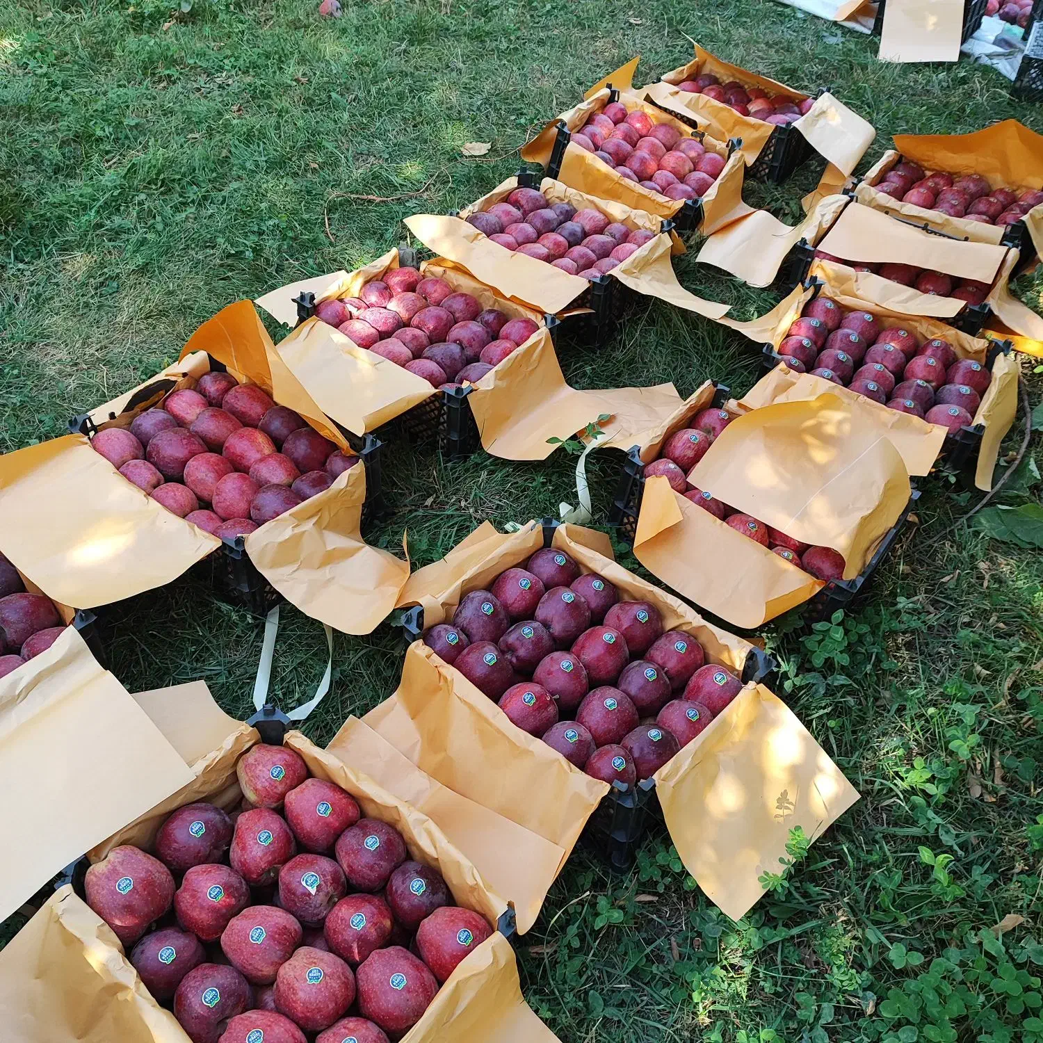 سیب قرمز|خوردنی و آشامیدنی|سیلوانه, |دیوار