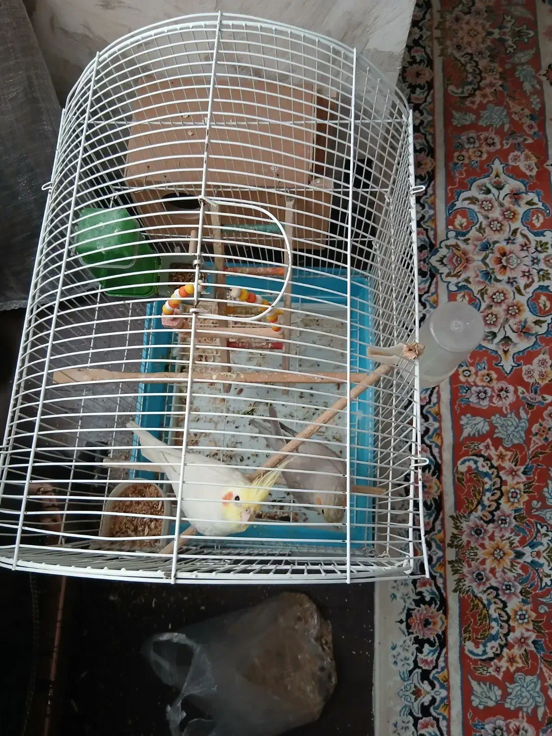 جفت طوطی عروس هلندی|پرنده|قزوین, |دیوار