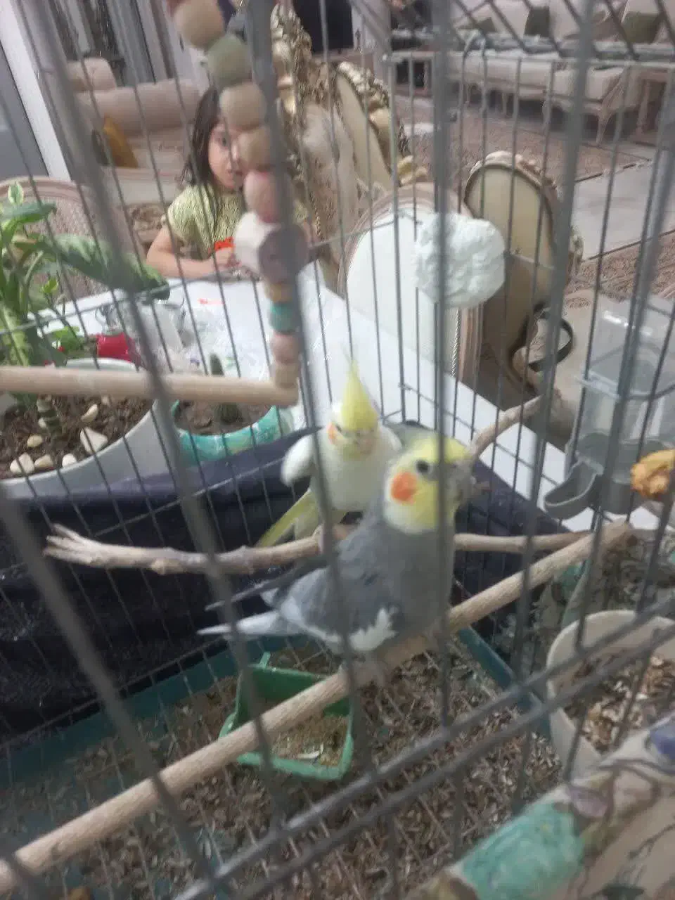 فروش یا معاوضه عروس طوطی|پرنده|قزوین, |دیوار