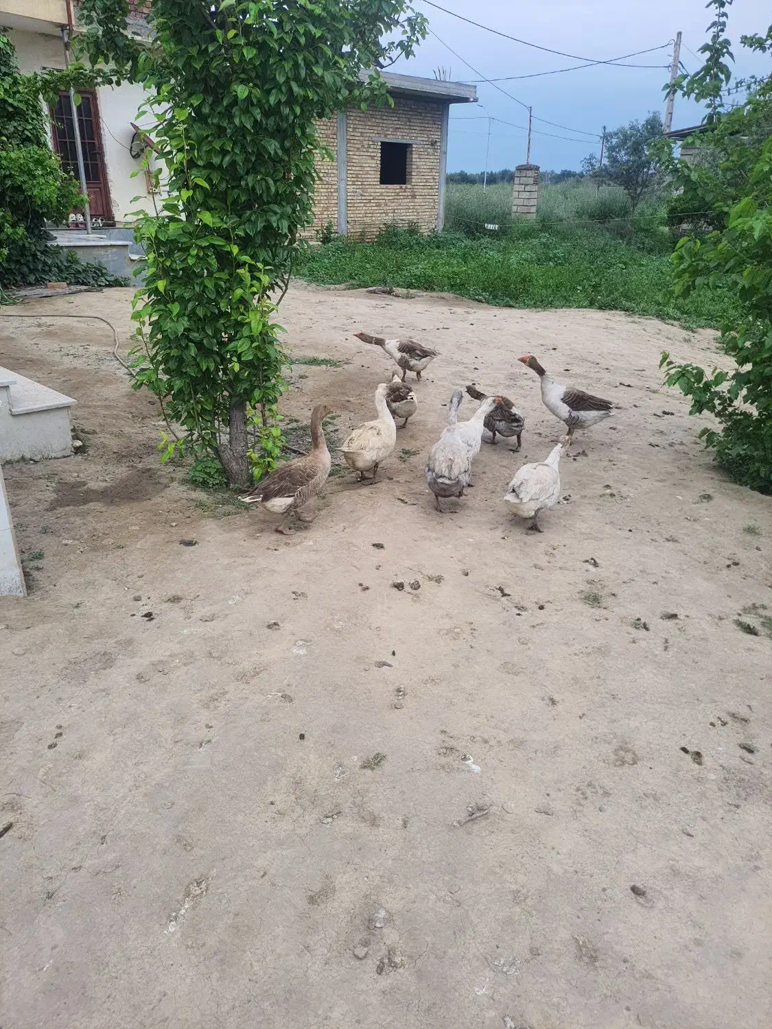 غاز|حیوانات مزرعه|گنبد کاووس, |دیوار