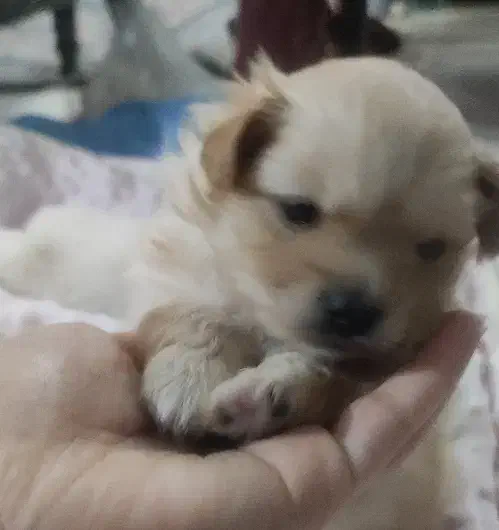 واگذاری سگ|سگ|مشهد, شهرک امام هادی (شهرک غرب)|دیوار