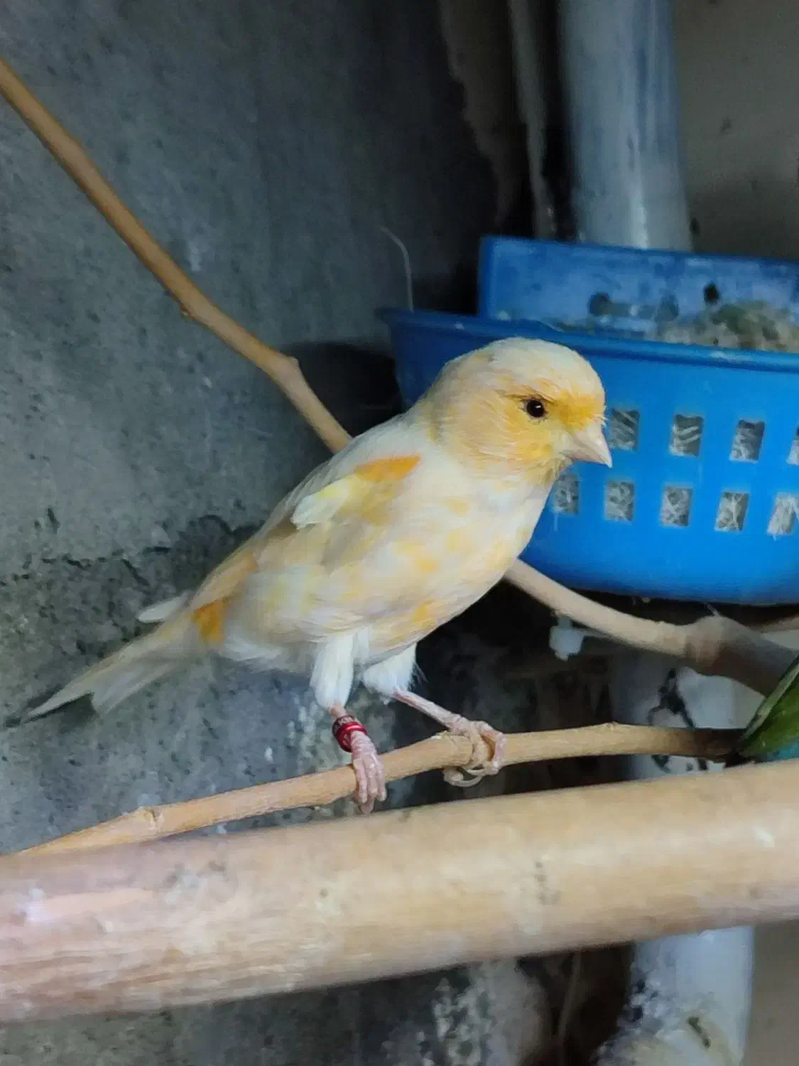 قناری ماده|پرنده|درگز, |دیوار