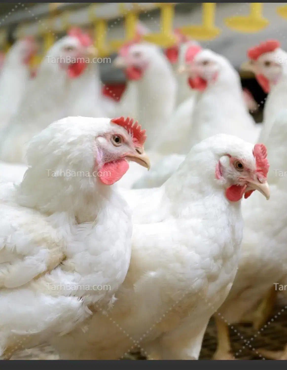 استخدام کارگر مرغداری|استخدام صنعتی، فنی، مهندسی|سبزوار, کراب|دیوار