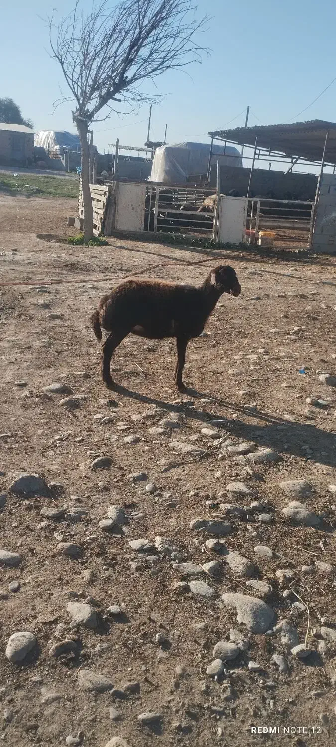 بره|حیوانات مزرعه|سیمین شهر, |دیوار