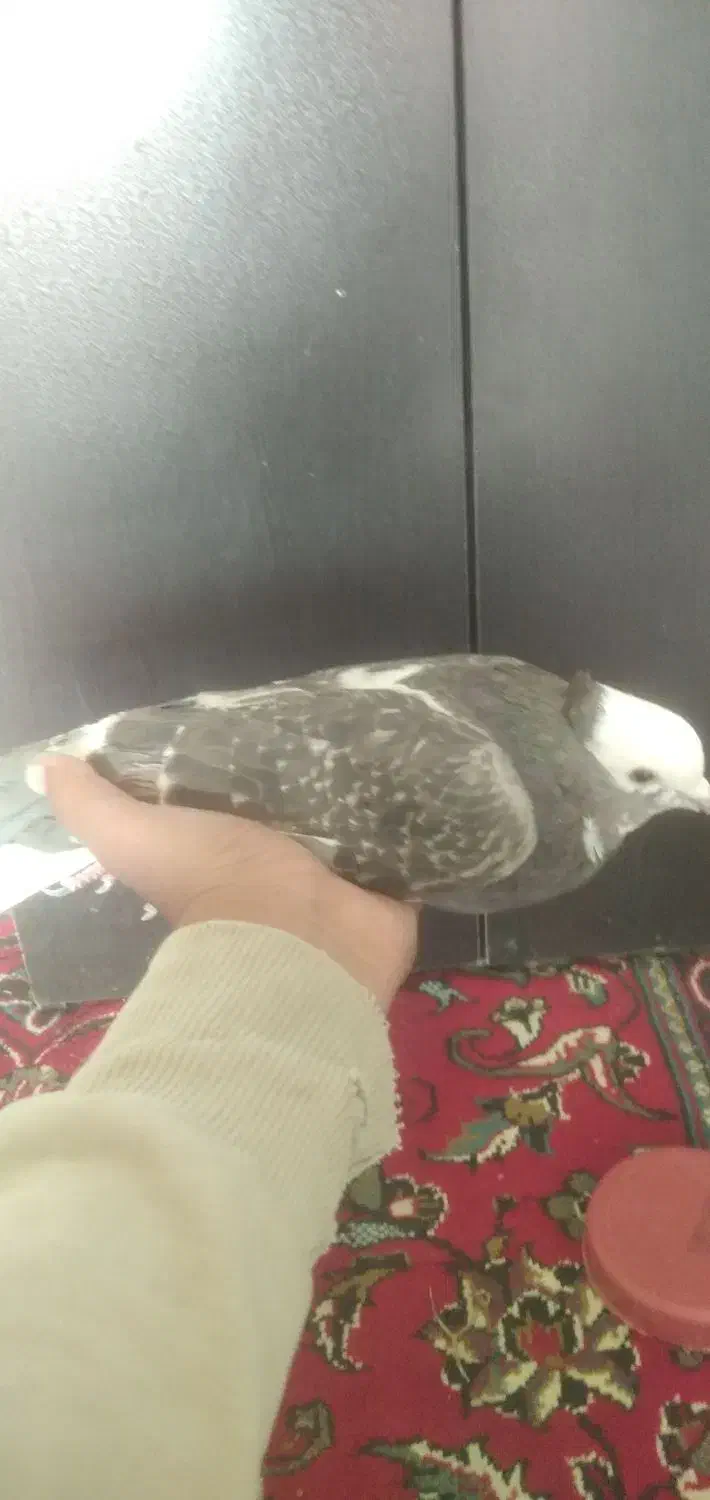 کبوتر شازده|پرنده|کمیجان, |دیوار