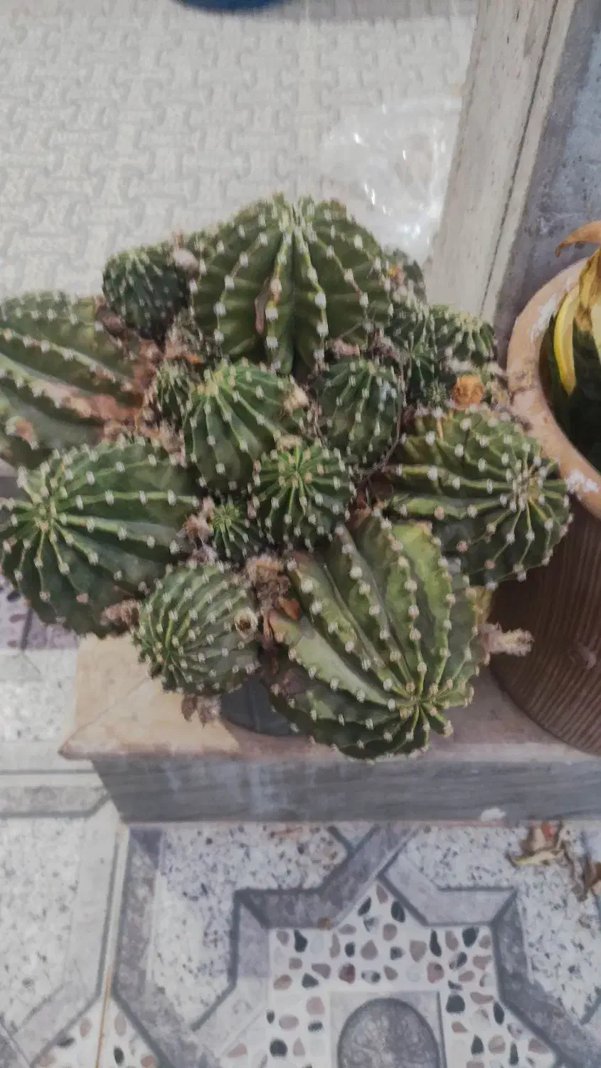 تعدادی گلدان کاکتوس و سانسوریا برای فروش|گل و گیاه طبیعی|بندر گناوه, |دیوار