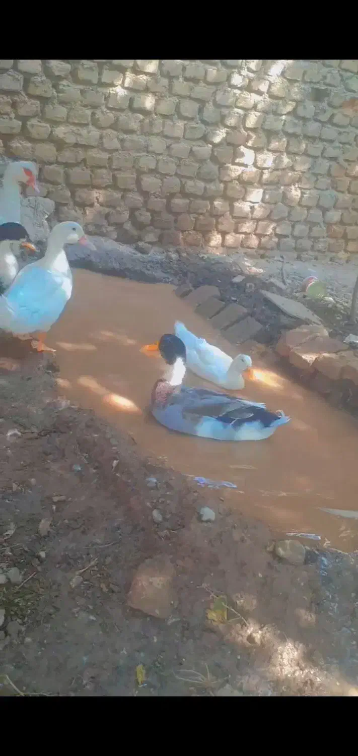 14تااردک محلی بالغ قیمت عالی|حیوانات مزرعه|فاضل آباد, |دیوار