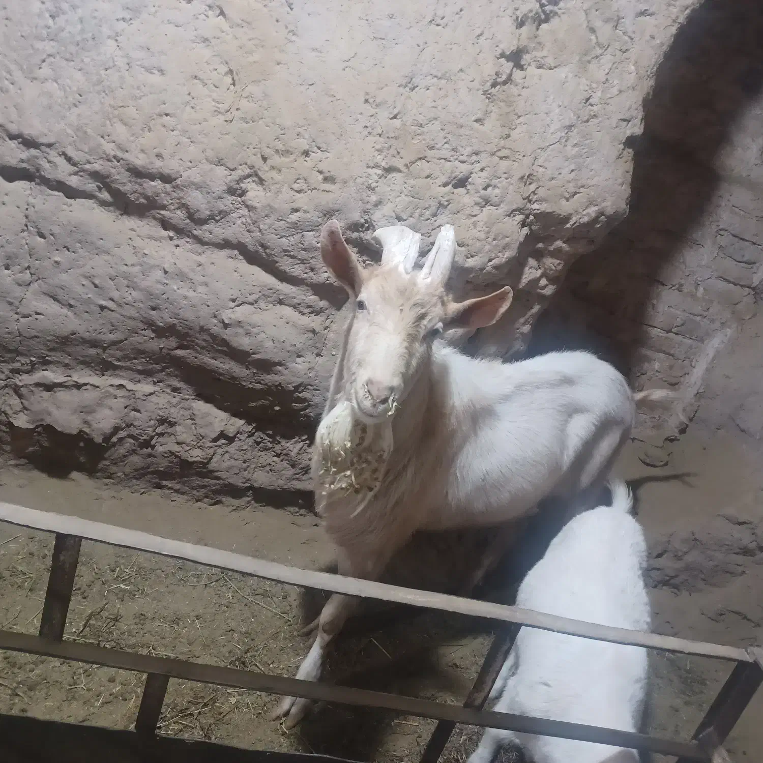 تکه سانن نژادخوب فروشی..۳۵۰۰۰۰۰۰ فروش نقدی|حیوانات مزرعه|گناباد, |دیوار