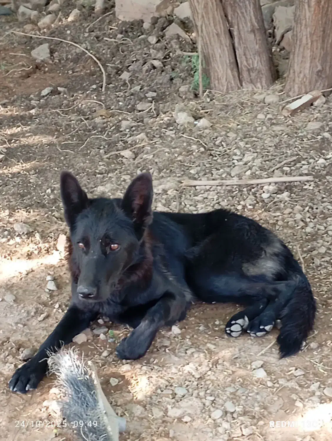 سگهای باهوش|سگ|مسجد سلیمان, |دیوار