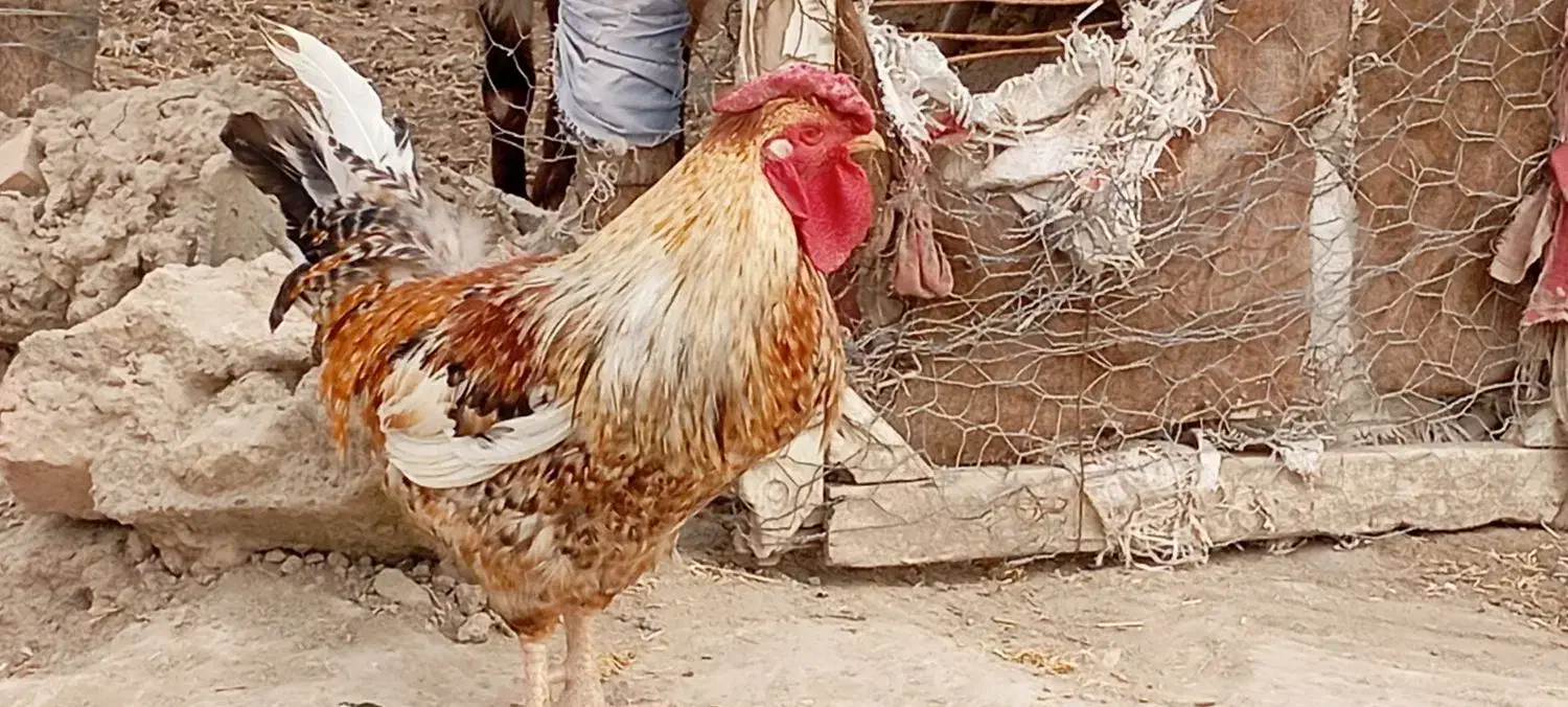 خروس محلی|حیوانات مزرعه|نیمروز, |دیوار