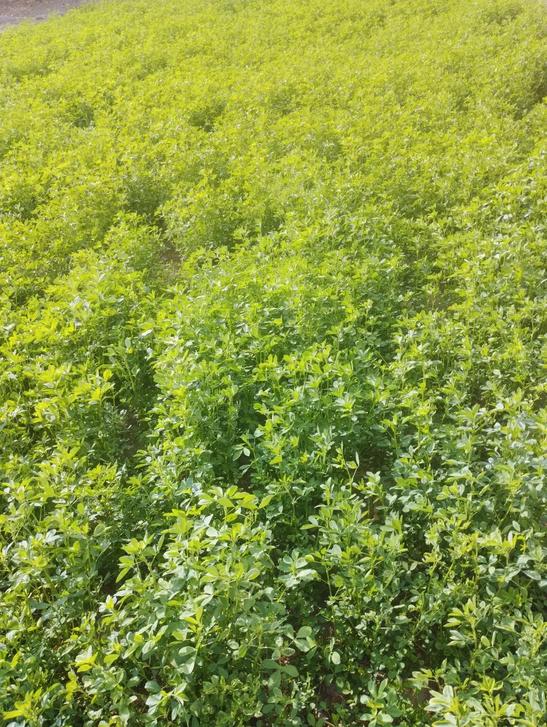 بذر یونجه تضمینی|عمده‌فروشی|رابر, |دیوار