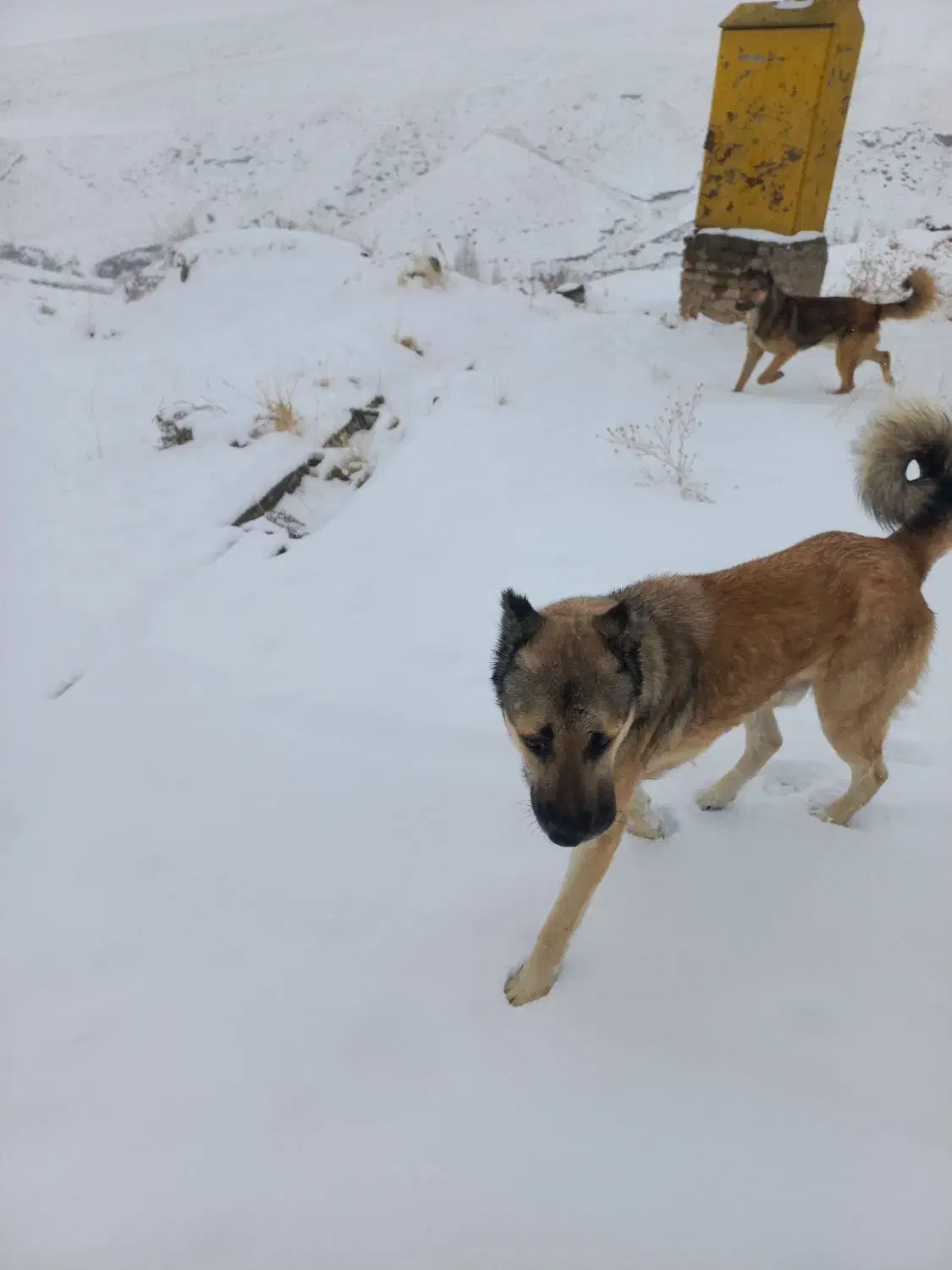 سگ عراقی|سگ|سلماس, |دیوار