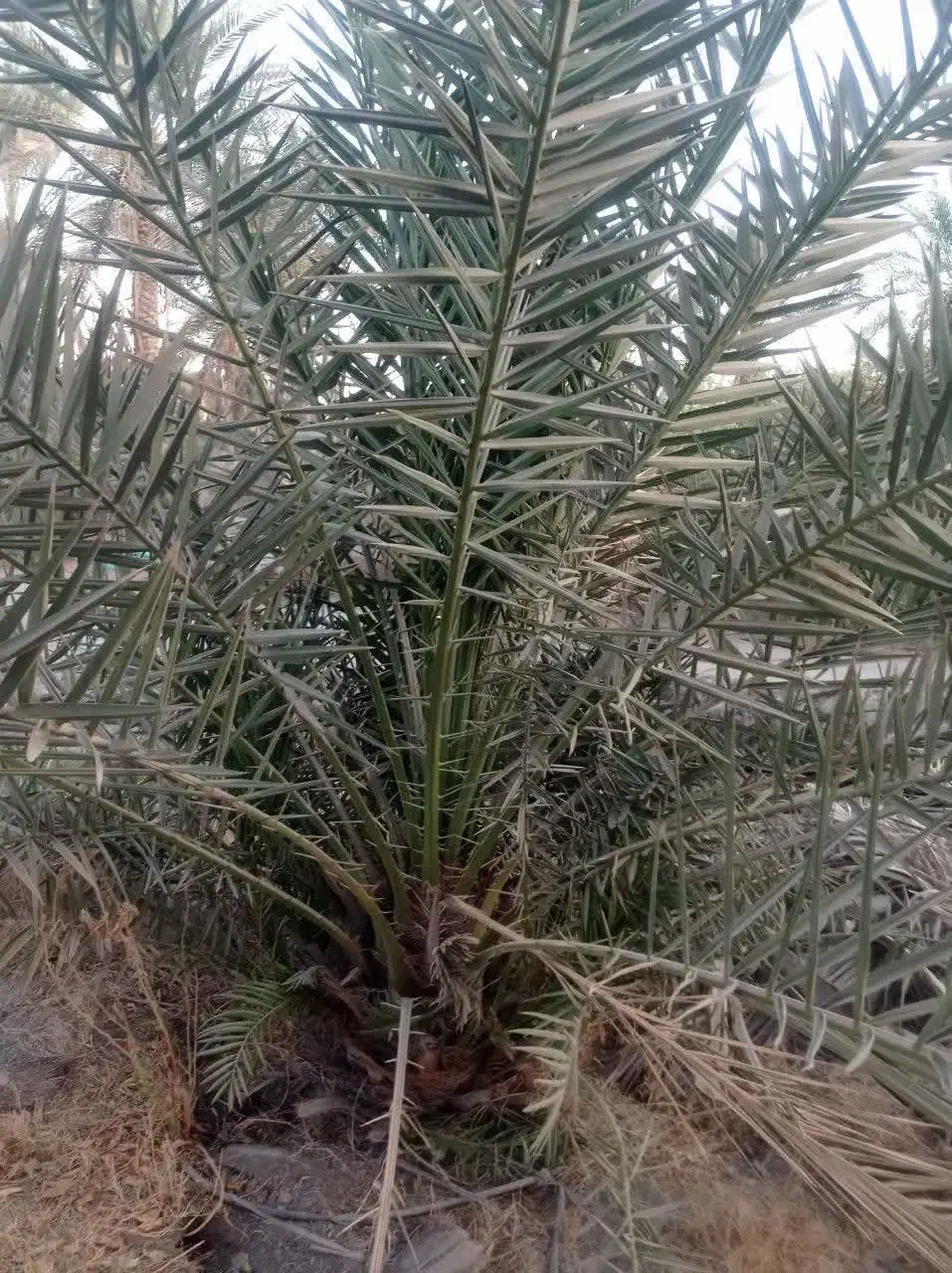 درخت نخل|گل و گیاه طبیعی|رودان, |دیوار