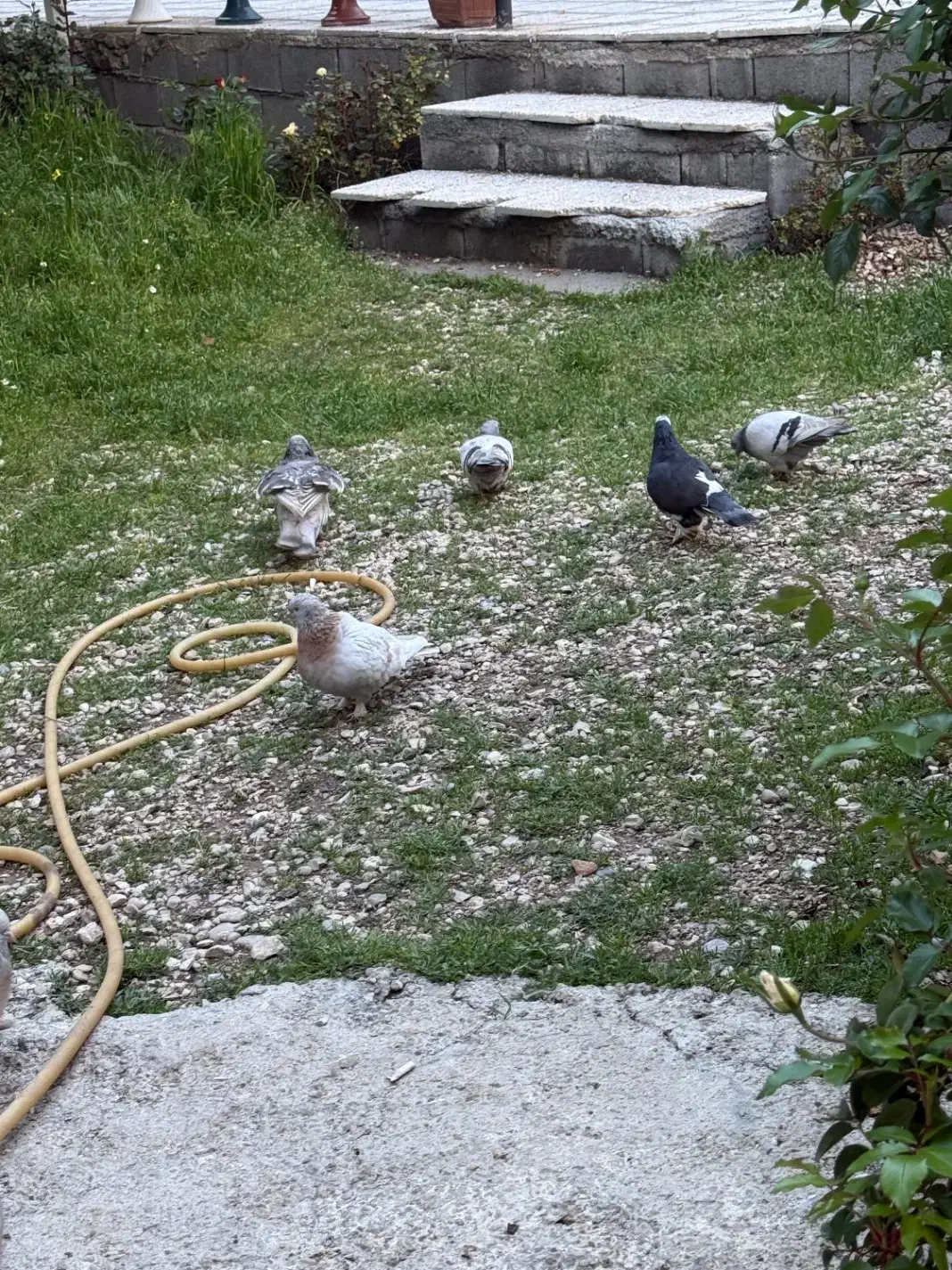 ژدذ|پرنده|یاسوج, |دیوار