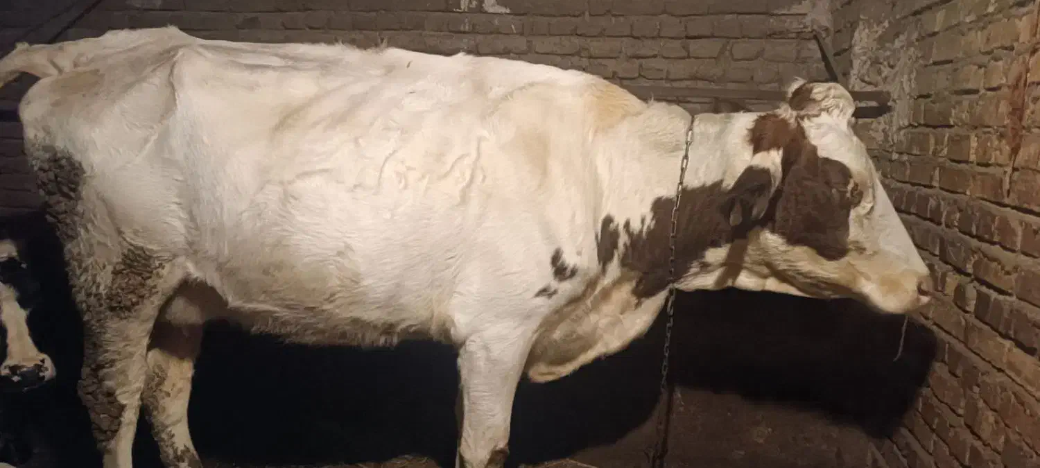 گاو سمینتال سفید|حیوانات مزرعه|نوشین شهر, |دیوار