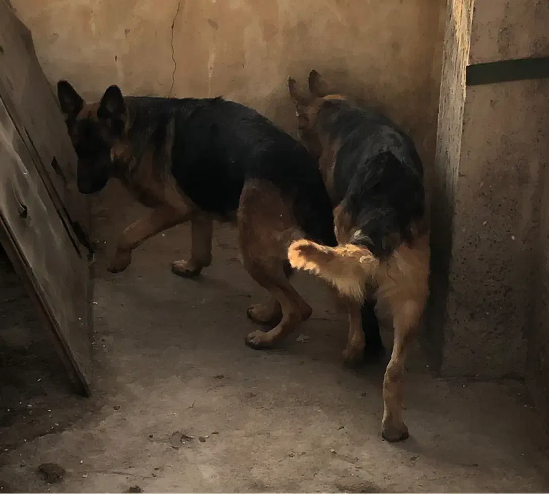 ژرمن نر و ماده|سگ|لوشان, |دیوار