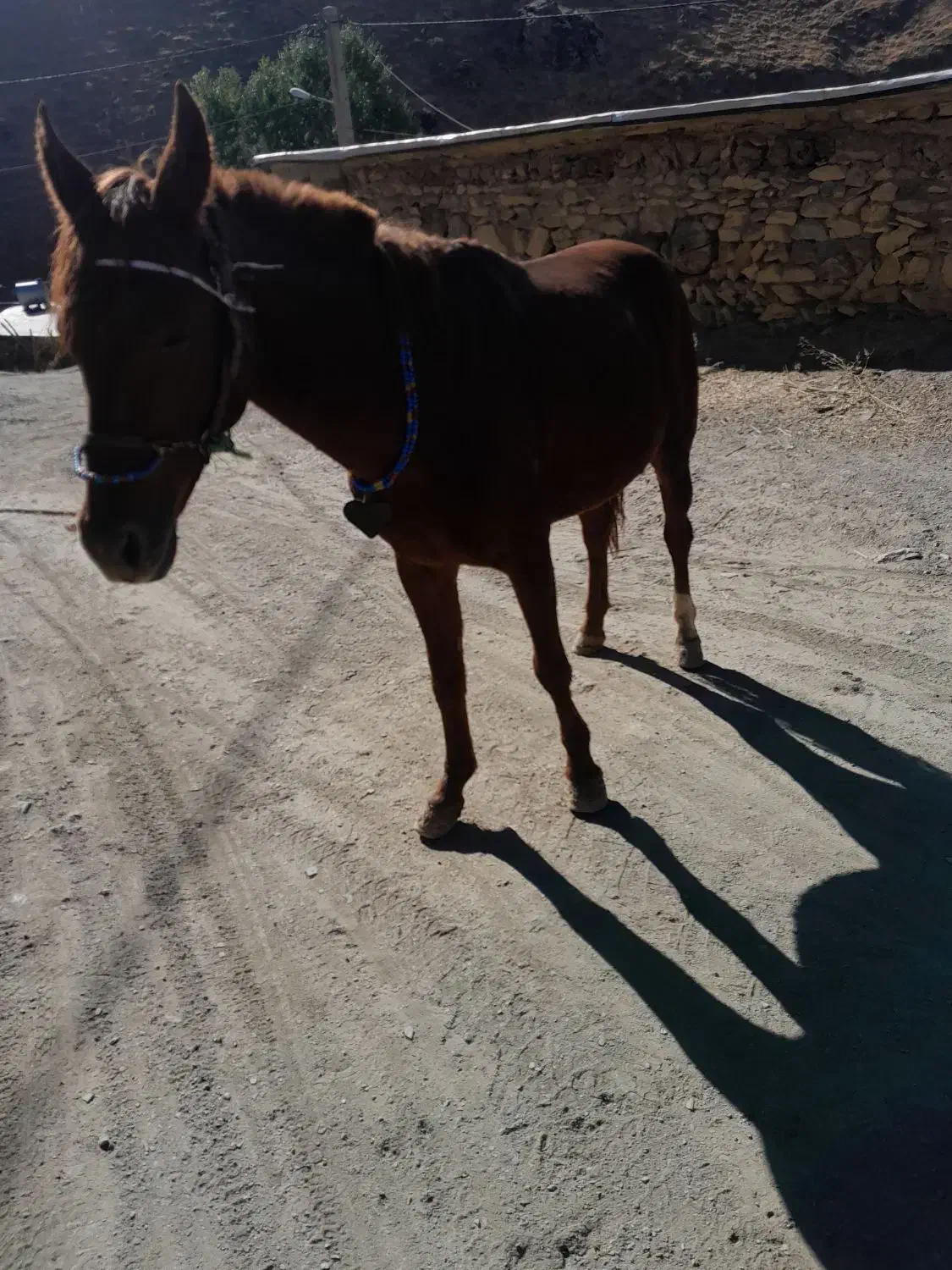 اسب یورغه|اسب و تجهیزات اسب‌سواری|سرشیو, |دیوار